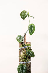 Scindapsus pictus sp. Bengkayang form 2